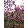 求購紫玉蘭，高度350-400