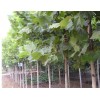 山東法桐基地、法桐價(jià)格、速生法桐