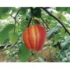 早酥紅梨苗價(jià)格 哪里有早酥紅梨苗