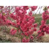 求購：5公分紅葉碧桃，分枝點80公分——1米