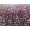 求購紫葉稠李，10公分胸徑