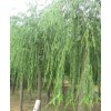 求購胸經(jīng)18.5公分垂柳