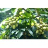 求購米徑10公分油橄欖袋苗地苗都行10棵