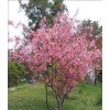 求購7公分的垂絲海棠