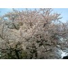 求購:桿高1.5米以上1.3米量12公分的染井吉野