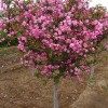 求購(gòu)12北美海棠不分品種40棵