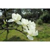 2018年秋季白玉蘭價格最新報價