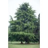 3米雪松4米雪松批發(fā)價格多少錢一棵