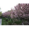 大量求購米徑18的早櫻