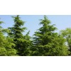 求購雪松苗1千棵