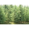 求購高80以上雪松小苗6000棵