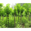 求購兩年國槐苗