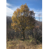 供應(yīng)：蒙古櫟、五角楓、白樺、油松、云杉