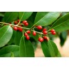 求購紅果冬青