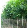 求購25公分國槐 120棵 一級樹