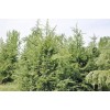 求購雪松8.5米量大山西境內優先