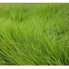 求購細(xì)葉結(jié)縷草地被 苗木