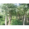 求購：3米平頭兩年冠15公分速生法桐分支點2.8米左右