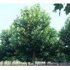 求購：25的法桐，3米以上分支