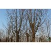 求購(gòu)： 旱柳，胸徑6—8cm中楊，胸徑6—8cm