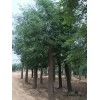 求購皂角樹45公分