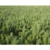 甘肅省境內(nèi)求購1米起步營養(yǎng)缽云杉10萬株