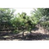 求購油松5米冠幅3.5米量大
