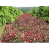 求購：冠幅60公分紅葉石楠