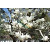 求購15白玉蘭100棵