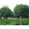 求購：胸徑8、15公分大葉女貞、高3-3.5米云杉