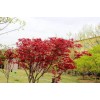 求購：雞爪槭、日本櫻花、茶梅樹