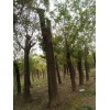求購：23-25公分國槐