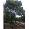 求購：胸徑130公分香樟