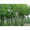 求購：銀杏、香樟、杜仲等
