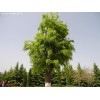 求購：皂角樹