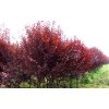 求購15-16-17地徑30量，紅紫葉李