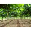 繼續求購1米法桐苗