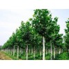 求購(gòu)米徑2.5公分法桐