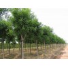 3-6公分國槐