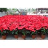求購一品紅，帶盆高度60公分10000盆