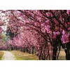 求購35公分以上海棠2棵