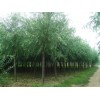 求購，3.5公分速生柳
