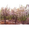 求購西府海棠4.5.6公分