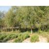 求購12公分旱柳，饅頭柳