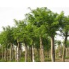 緊急求購?。?！單桿樸樹米徑25的80株，28的120株