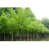 誰有25國槐30棵一級苗