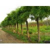 緊急胸徑求購35公分國槐18棵