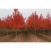 求購胸徑15公分美國紅楓