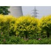 求購：13--18公分黃金槐