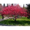 求購紅葉桃3公分